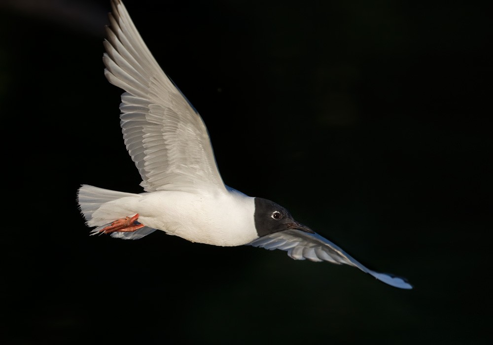 Bonaparte's Gull - Lars Petersson | My World of Bird Photography