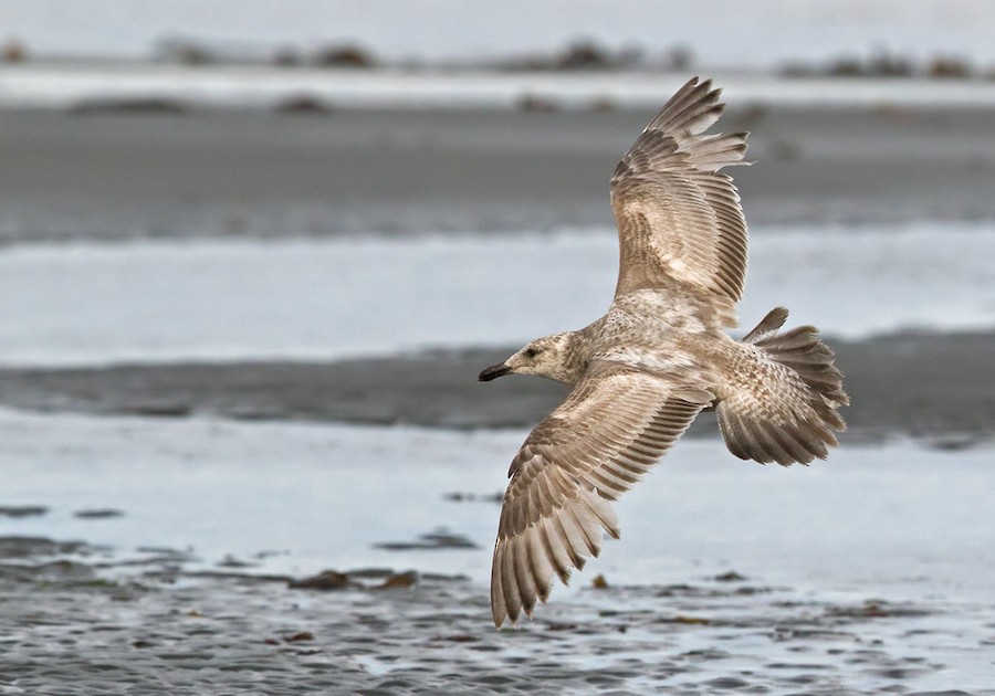 Herring/Glaucouswinged Gull eBird