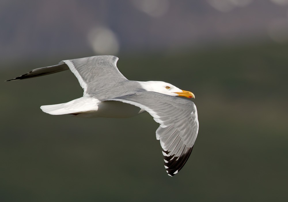 Herring Gull (American) - Lars Petersson | My World of Bird Photography