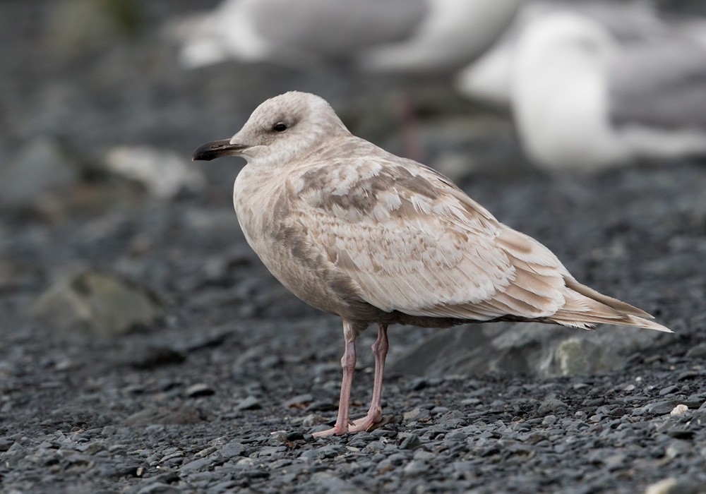 Iceland Gull (Thayer's) - Lars Petersson | My World of Bird Photography