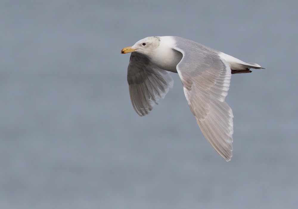 Glaucous-winged Gull - Lars Petersson | My World of Bird Photography