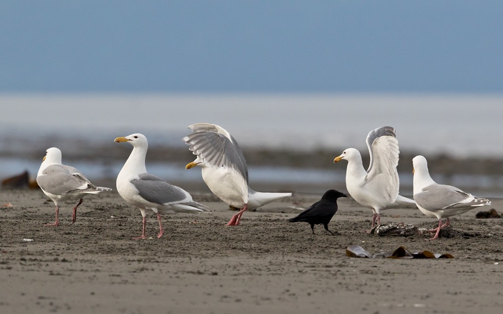 Glaucous-winged Gull - Lars Petersson | My World of Bird Photography