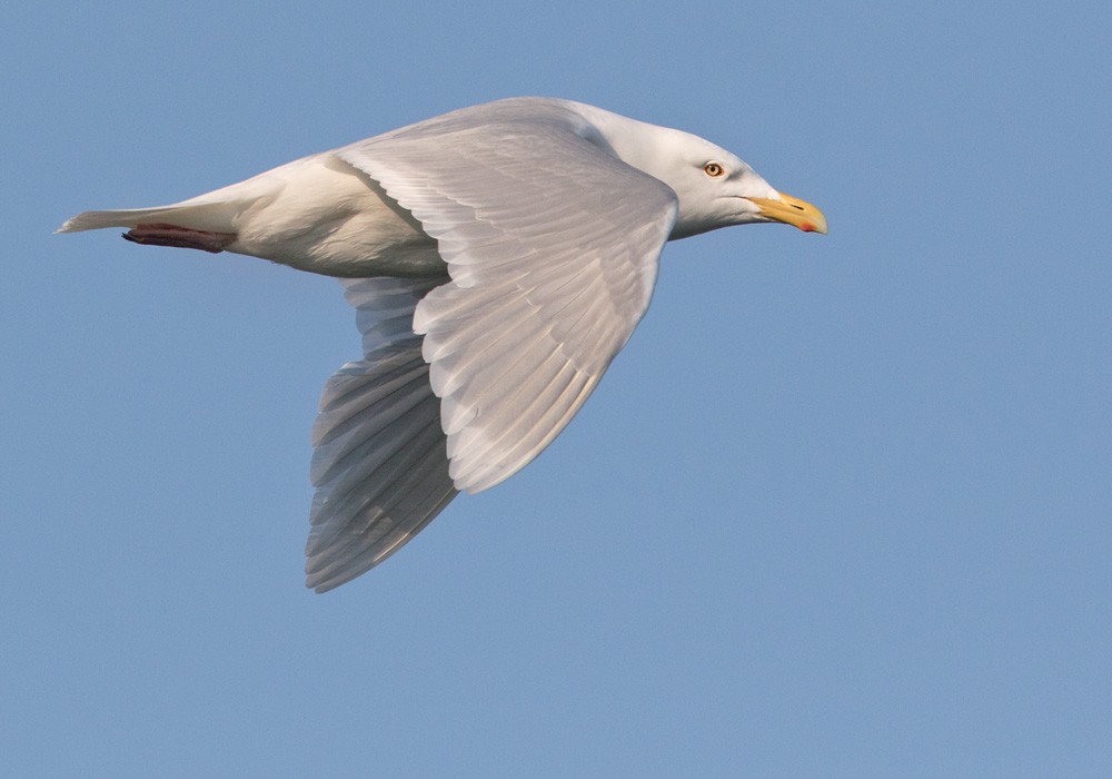 Glaucous Gull - Lars Petersson | My World of Bird Photography