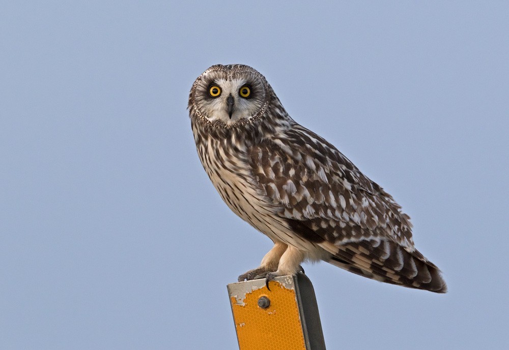 Short-eared Owl (Northern) - ML205979151