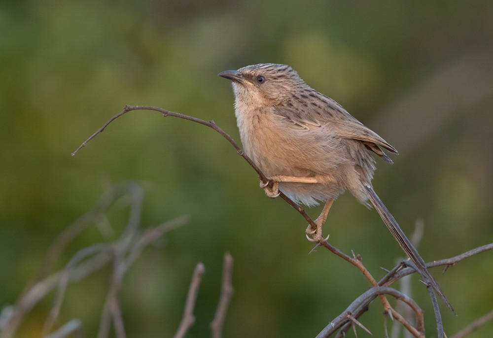 Common Babbler - Lars Petersson | My World of Bird Photography