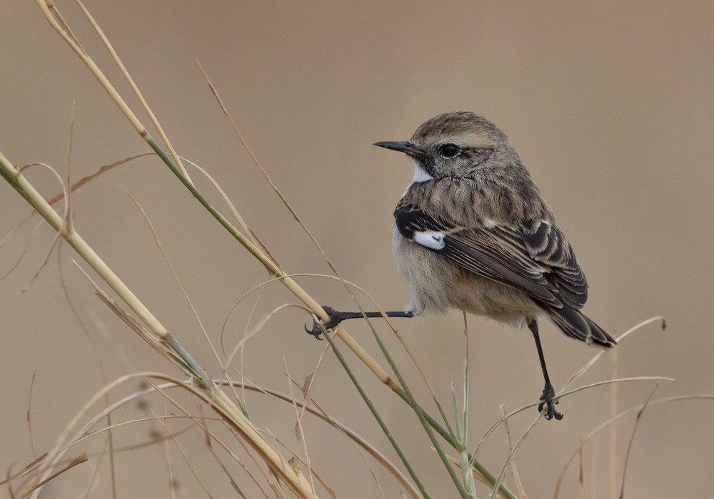 White-browed Bushchat - Lars Petersson | My World of Bird Photography