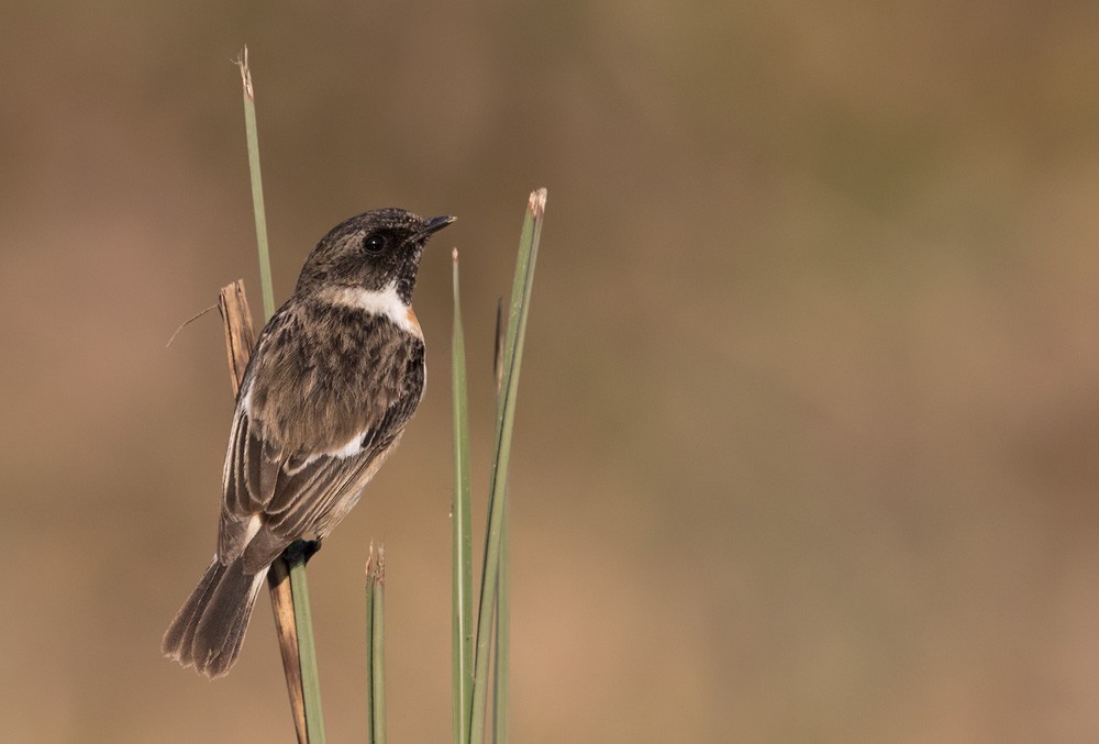 White-tailed Stonechat - Lars Petersson | My World of Bird Photography