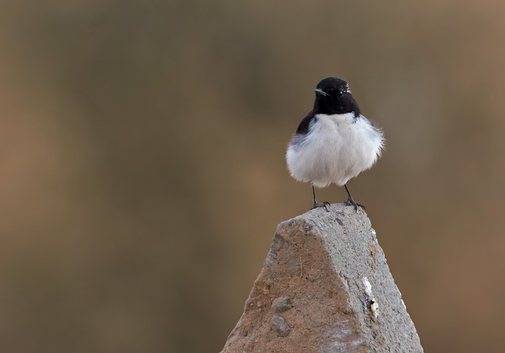 Variable Wheatear - Lars Petersson | My World of Bird Photography