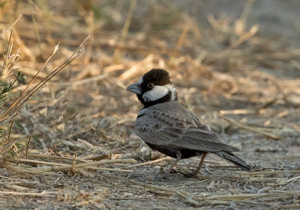 Black-crowned Sparrow-Lark - ML205979631