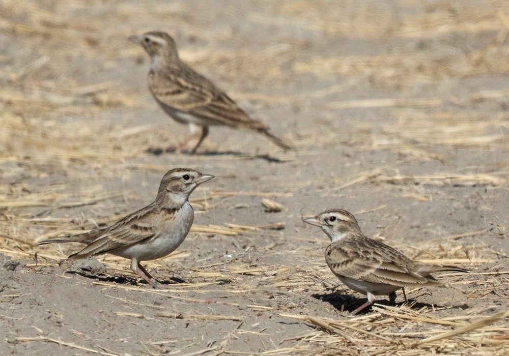 Greater Short-toed Lark - Lars Petersson | My World of Bird Photography