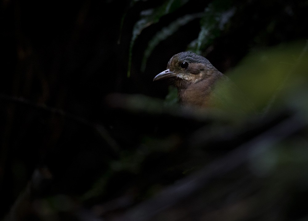 Moustached Antpitta - ML205979771