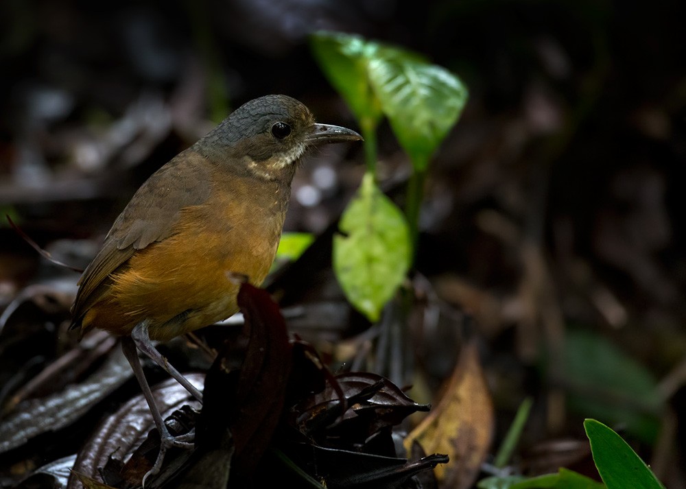 Moustached Antpitta - ML205979781