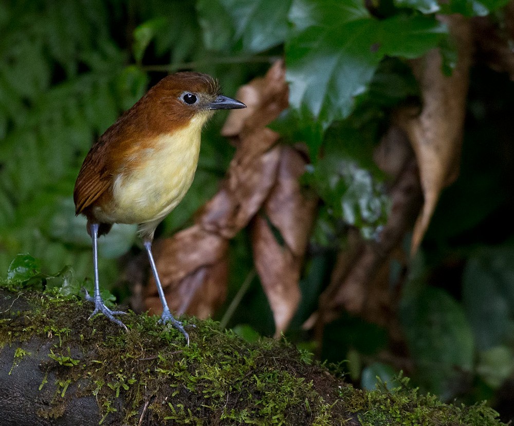 Yellow-breasted Antpitta - Lars Petersson | My World of Bird Photography
