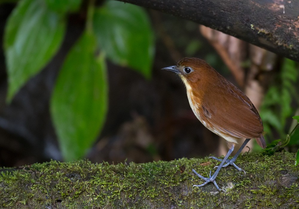 Yellow-breasted Antpitta - Lars Petersson | My World of Bird Photography