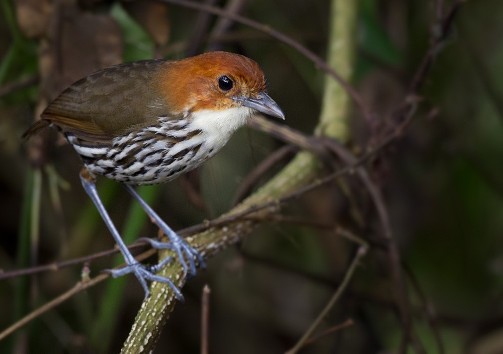 Chestnut-crowned Antpitta - Lars Petersson | My World of Bird Photography