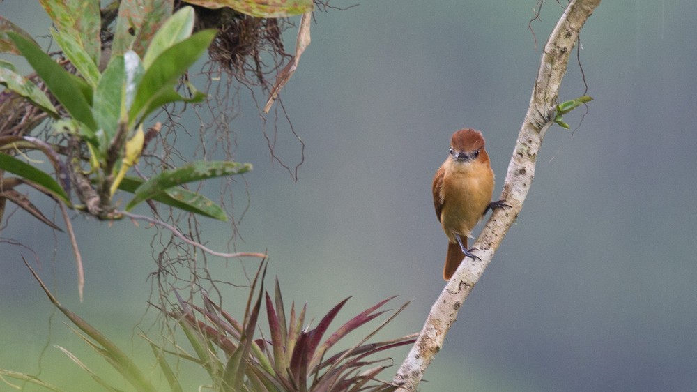 One-colored Becard - Lars Petersson | My World of Bird Photography