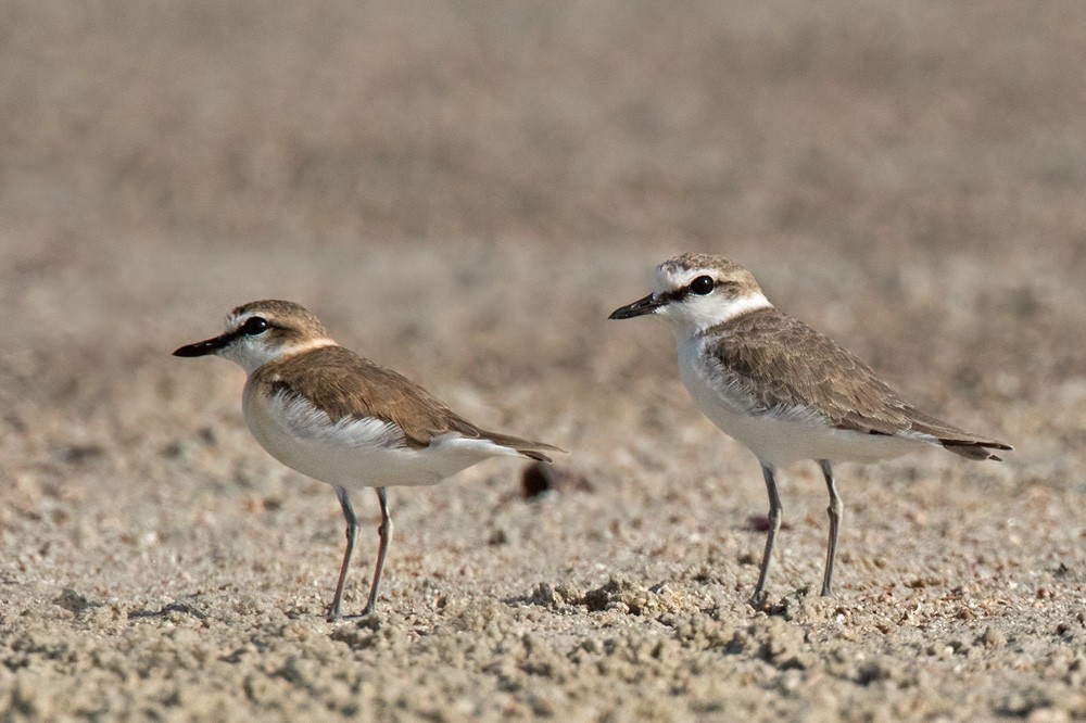 White-fronted Plover - ML205980021