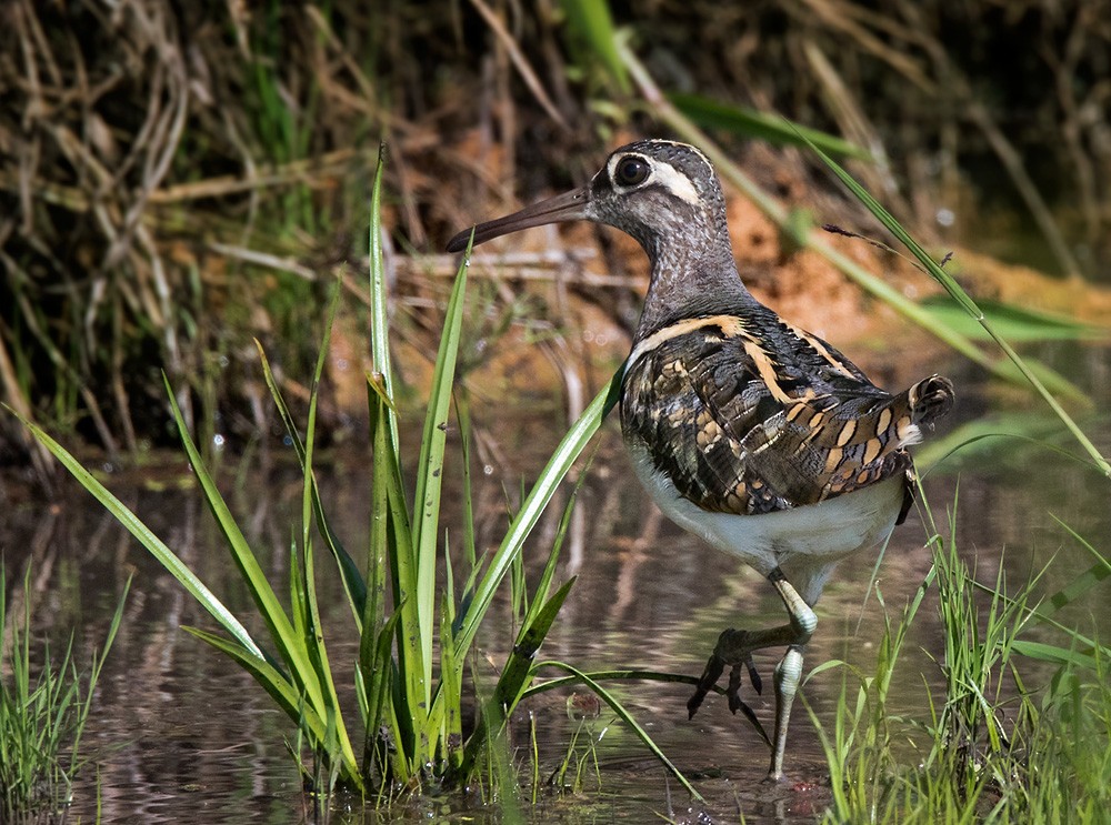 Greater Painted-Snipe - Lars Petersson | My World of Bird Photography