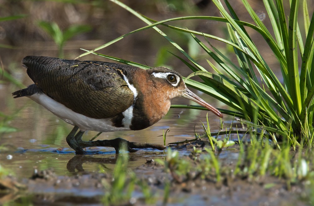 Greater Painted-Snipe - Lars Petersson | My World of Bird Photography