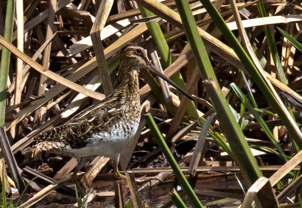 African Snipe - Lars Petersson | My World of Bird Photography
