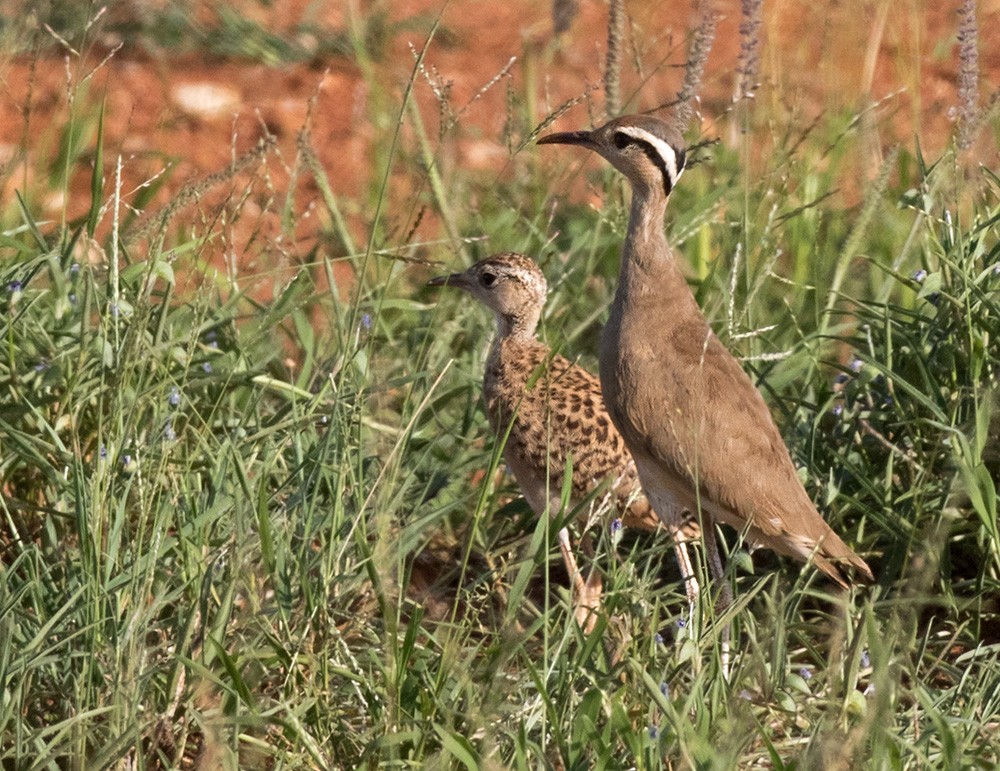Somali Courser - Lars Petersson | My World of Bird Photography