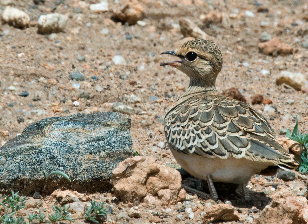 Double-banded Courser - ML205980241