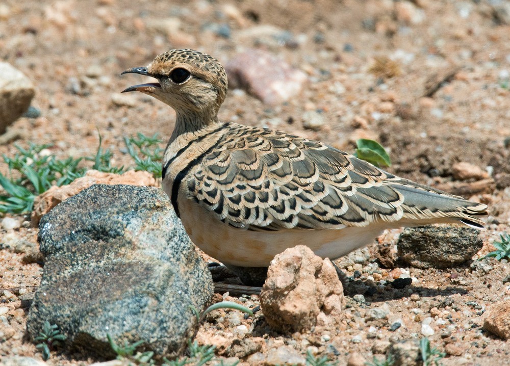 Double-banded Courser - ML205980251