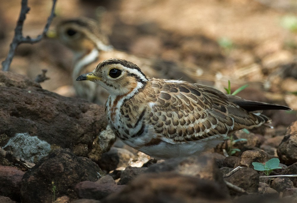 Three-banded Courser - ML205980281