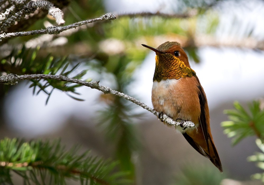 Rufous Hummingbird - Lars Petersson | My World of Bird Photography