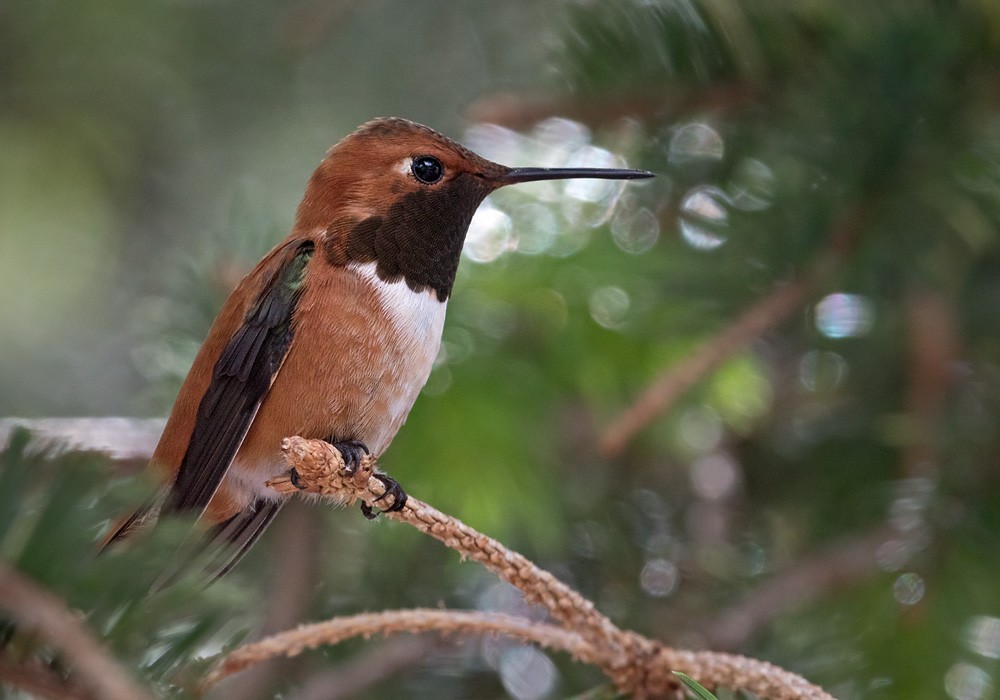 Rufous Hummingbird - Lars Petersson | My World of Bird Photography