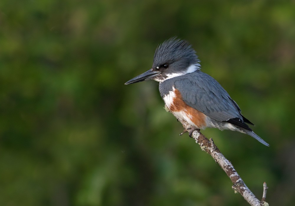 Belted Kingfisher - ML205980351