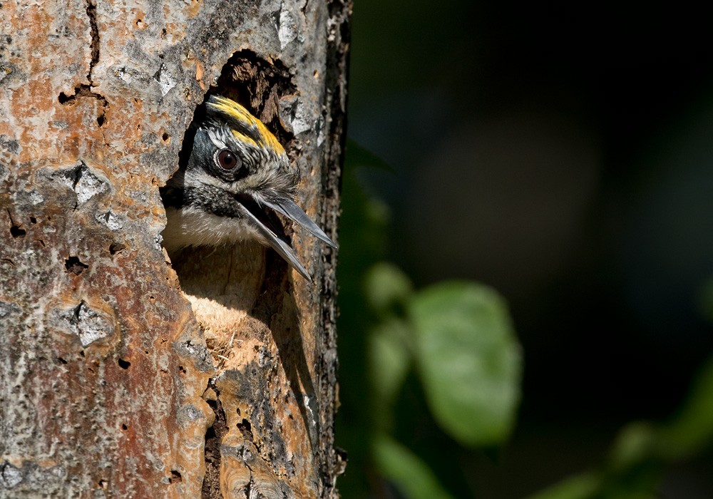 American Three-toed Woodpecker (Northwest) - Lars Petersson | My World of Bird Photography