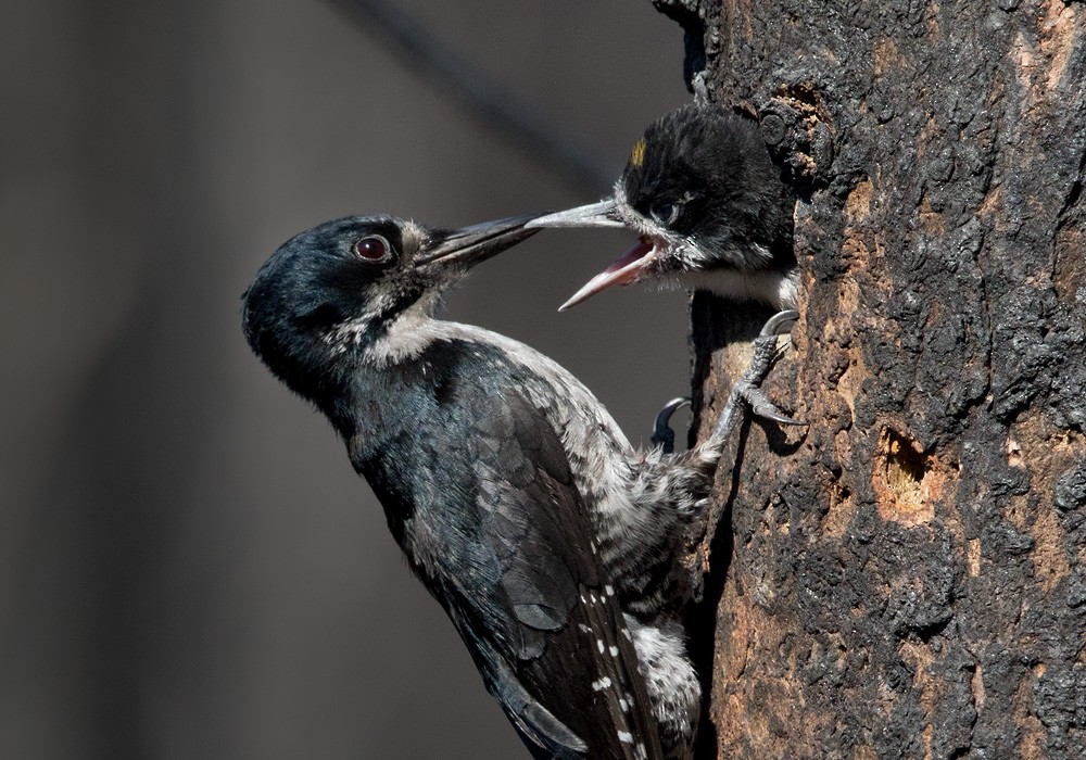 Black-backed Woodpecker - Lars Petersson | My World of Bird Photography