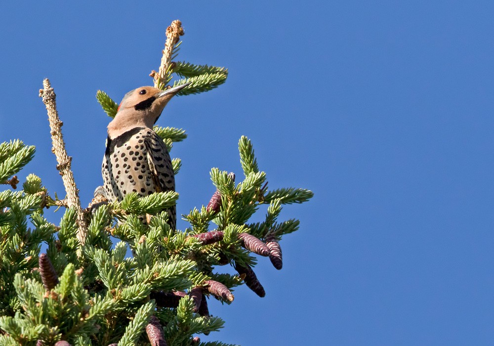 Northern Flicker (Yellow-shafted) - ML205980421