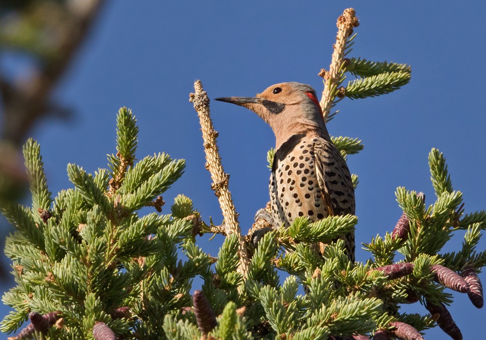 Northern Flicker (Yellow-shafted) - Lars Petersson | My World of Bird Photography