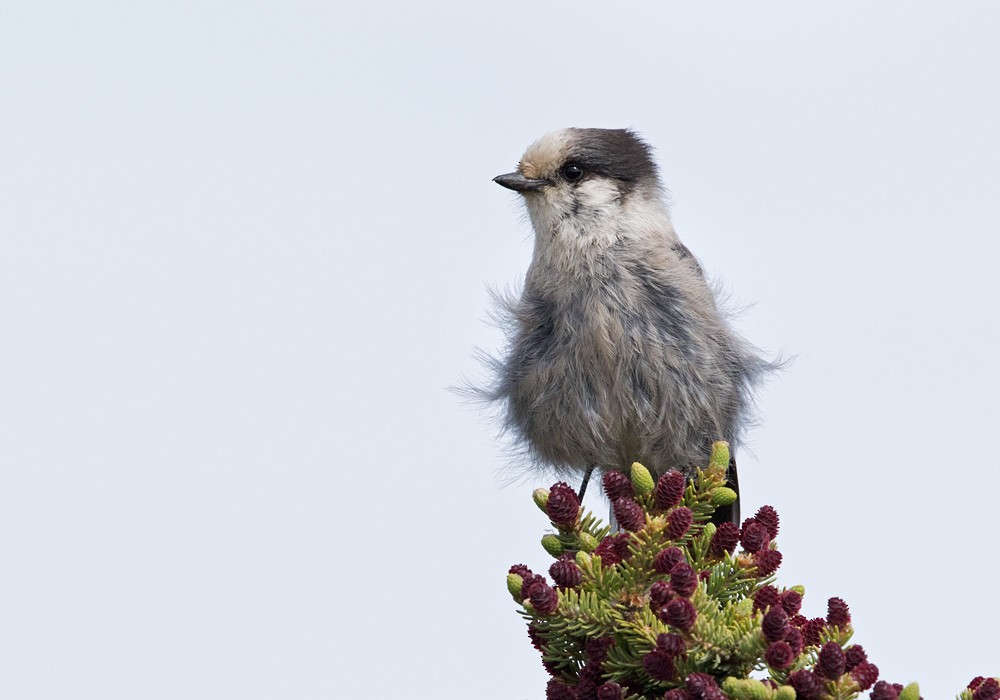 Canada Jay (Boreal) - Lars Petersson | My World of Bird Photography
