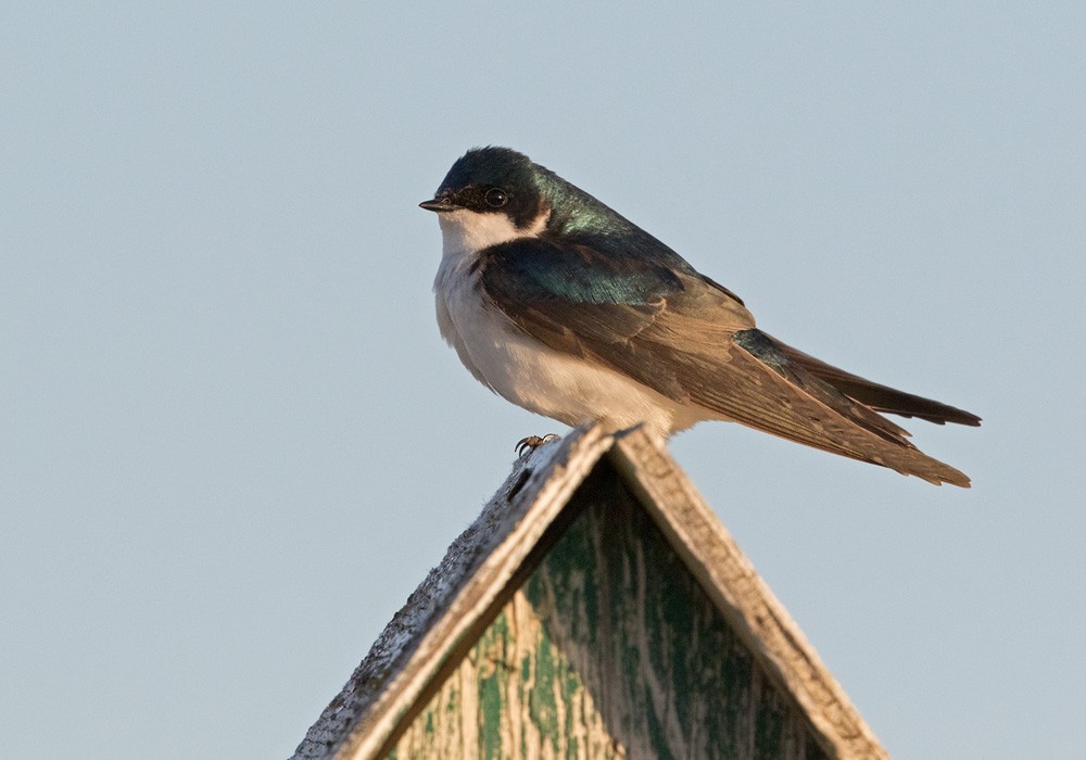 Tree Swallow - Lars Petersson | My World of Bird Photography