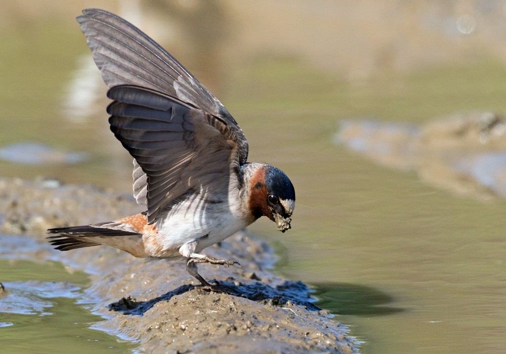 Cliff Swallow - Lars Petersson | My World of Bird Photography