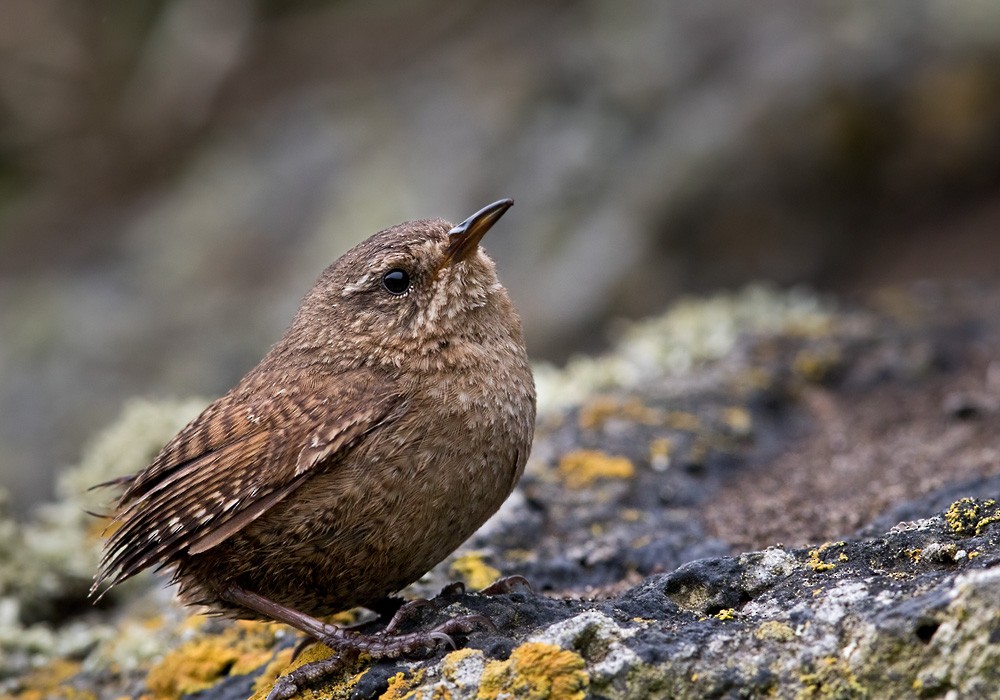 Pacific Wren (alascensis Group) - Lars Petersson | My World of Bird Photography