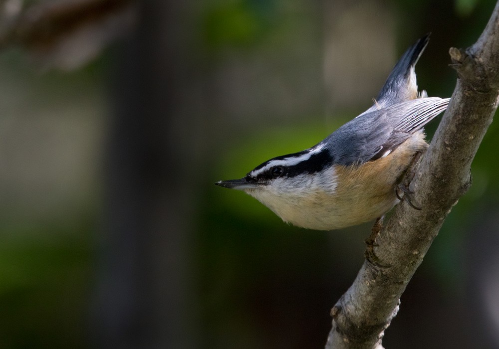 Red-breasted Nuthatch - ML205980731