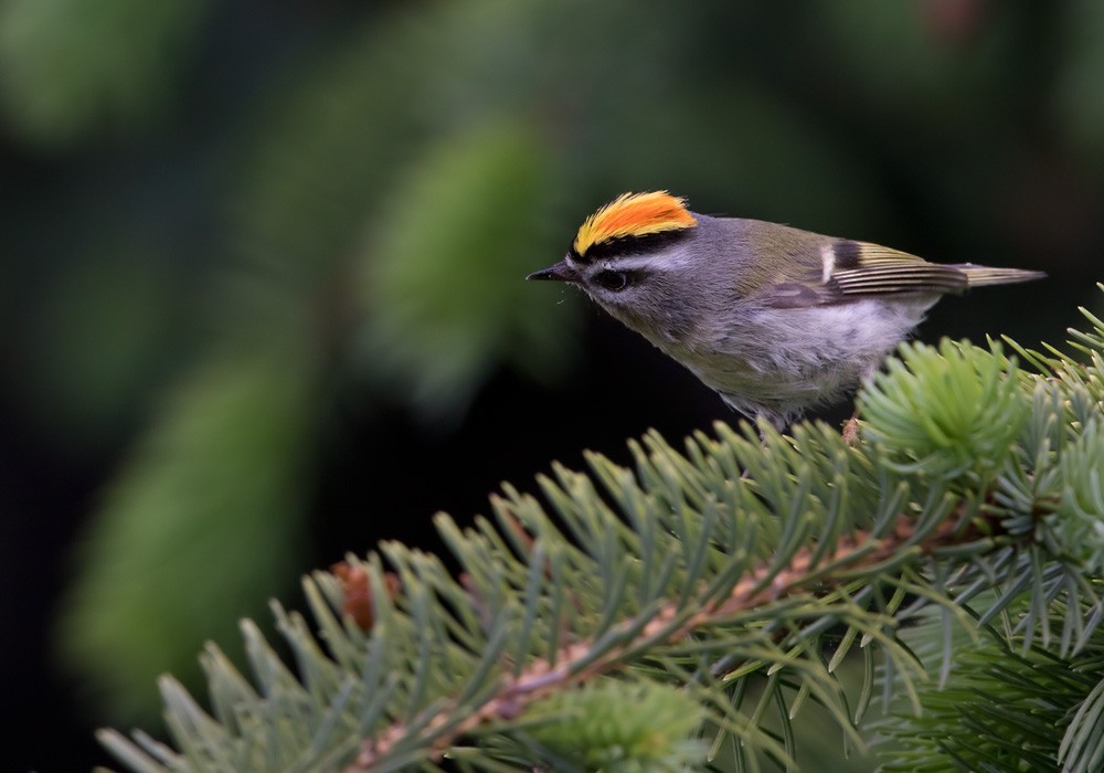 Golden-crowned Kinglet - Lars Petersson | My World of Bird Photography