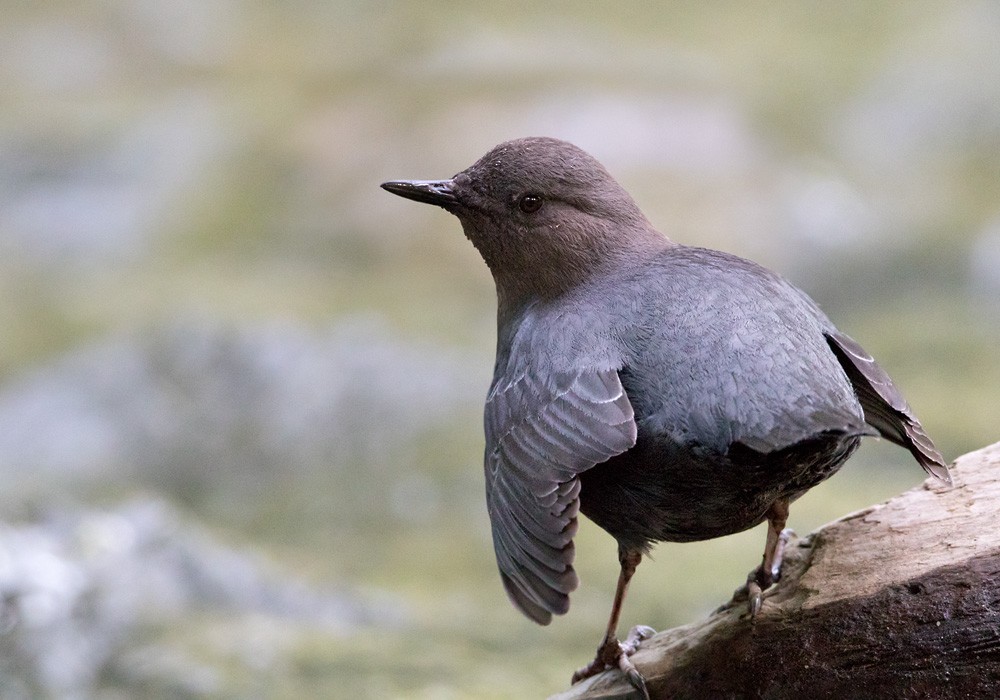 American Dipper (Northern) - Lars Petersson | My World of Bird Photography