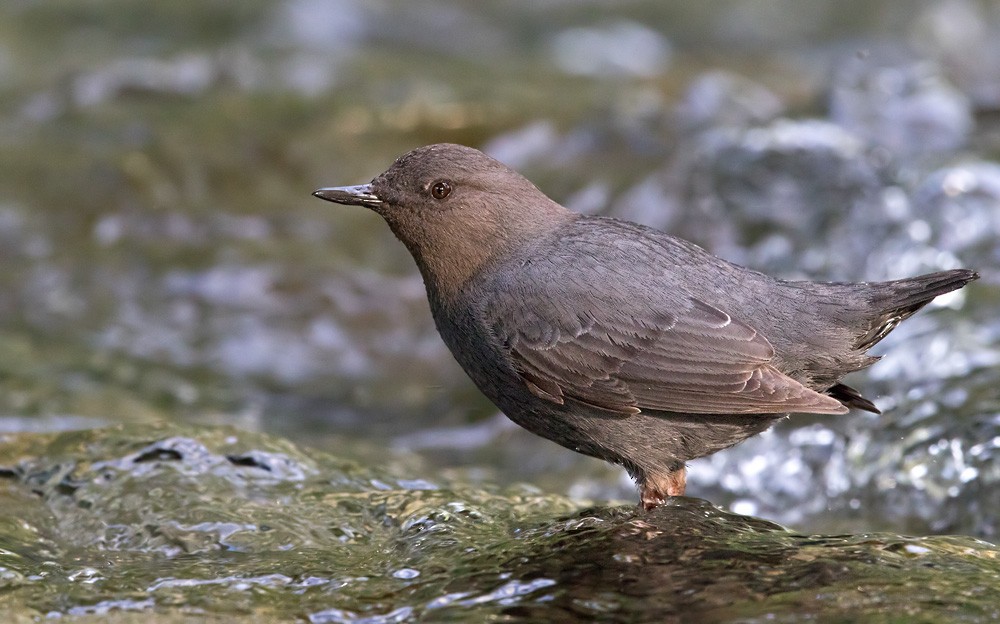 American Dipper (Northern) - Lars Petersson | My World of Bird Photography