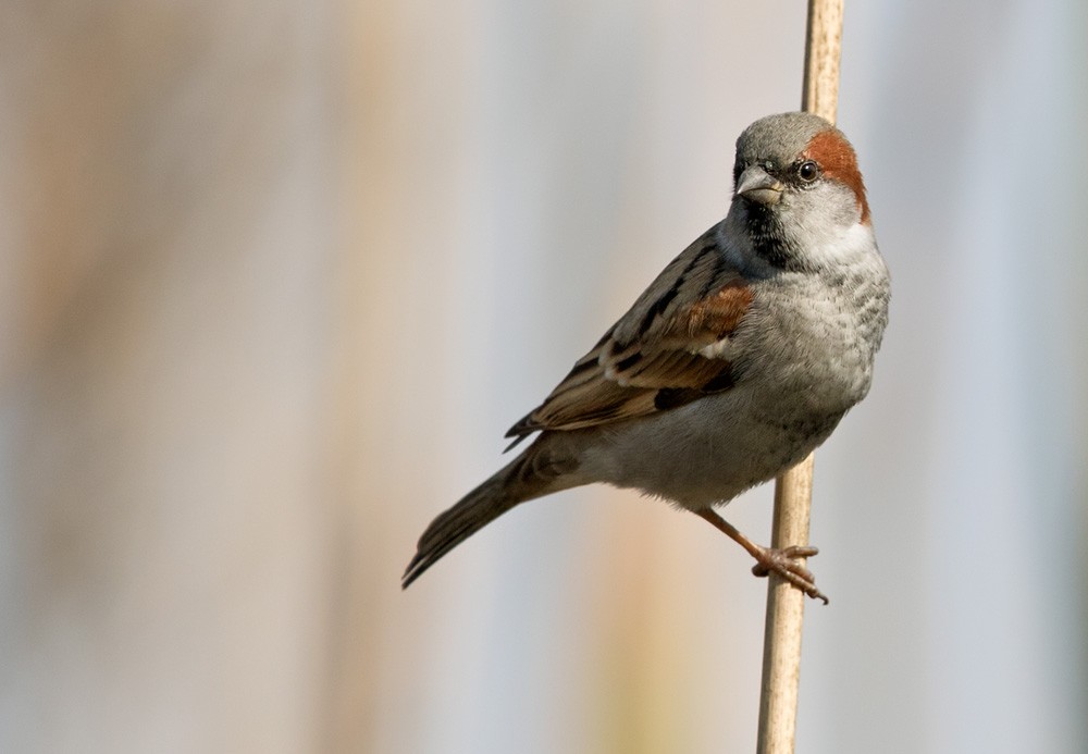 Sind Sparrow - Lars Petersson | My World of Bird Photography