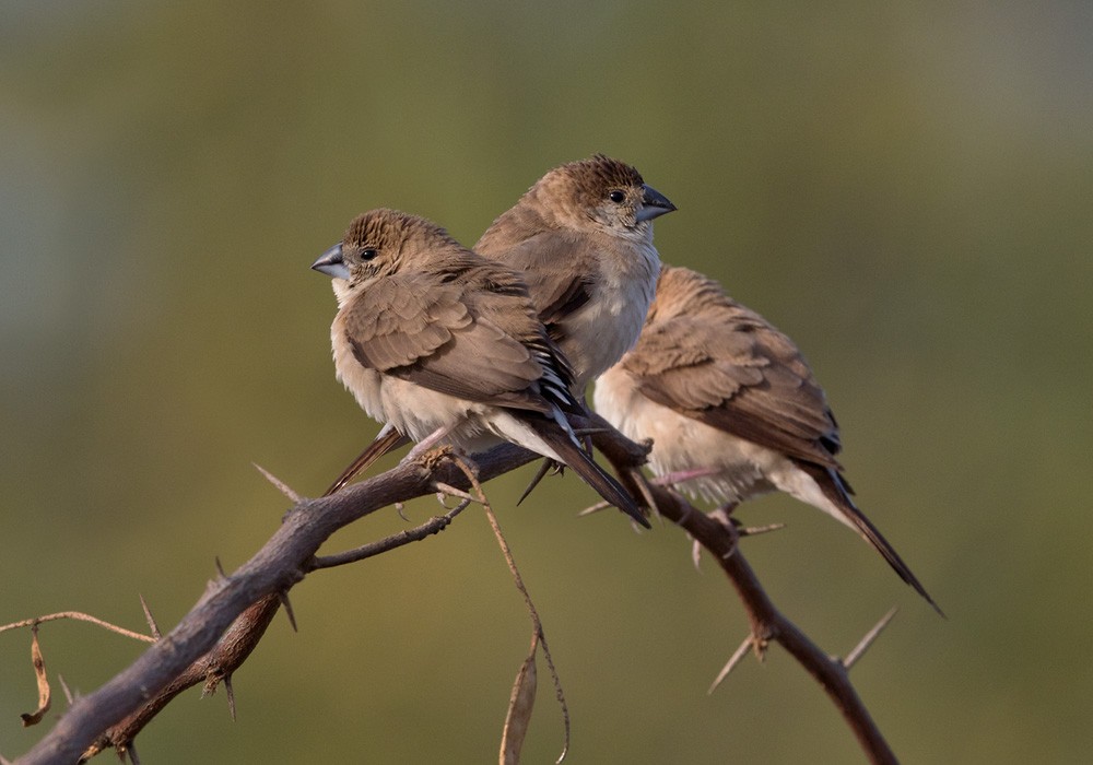 Indian Silverbill - Lars Petersson | My World of Bird Photography