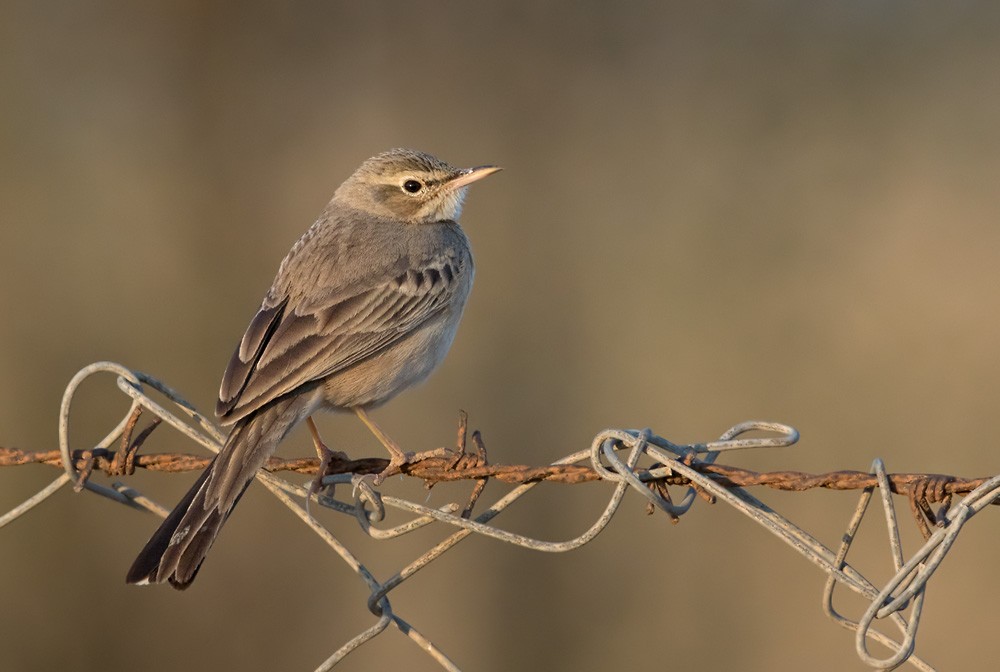 Tawny Pipit - Lars Petersson | My World of Bird Photography