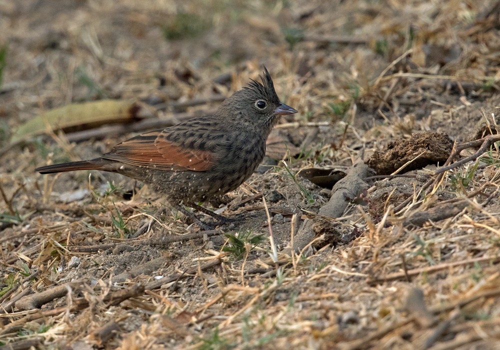 Crested Bunting - ML205981161