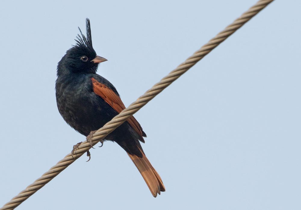 Crested Bunting - ML205981171