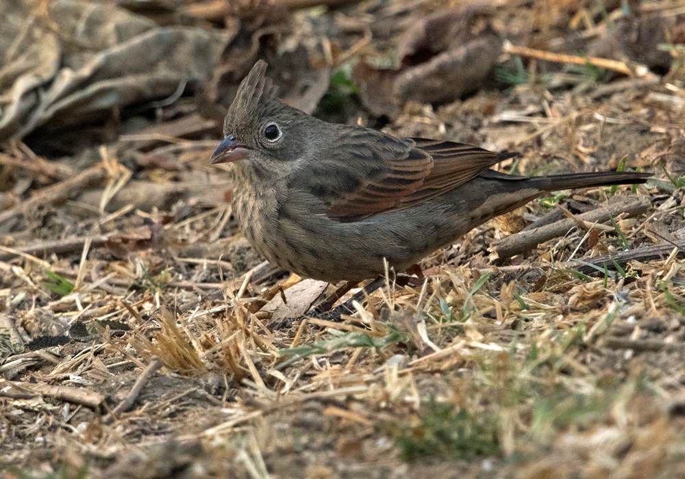 Crested Bunting - ML205981181