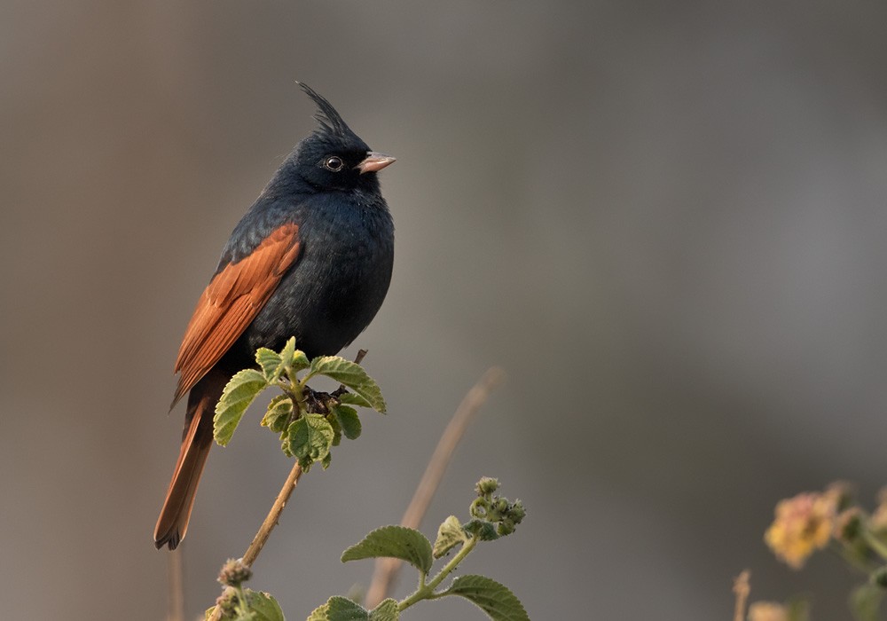 Crested Bunting - ML205981191